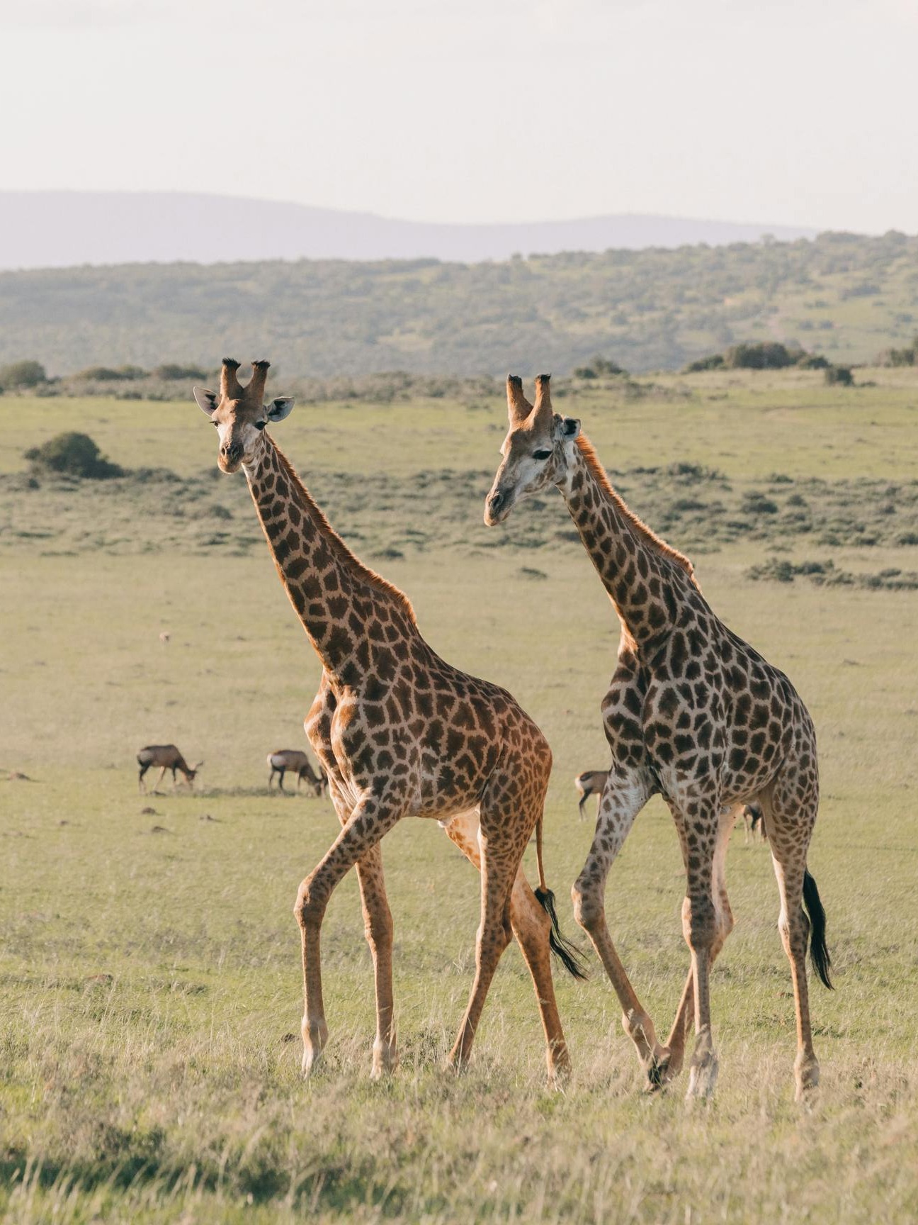 Girafe Symbole CNV